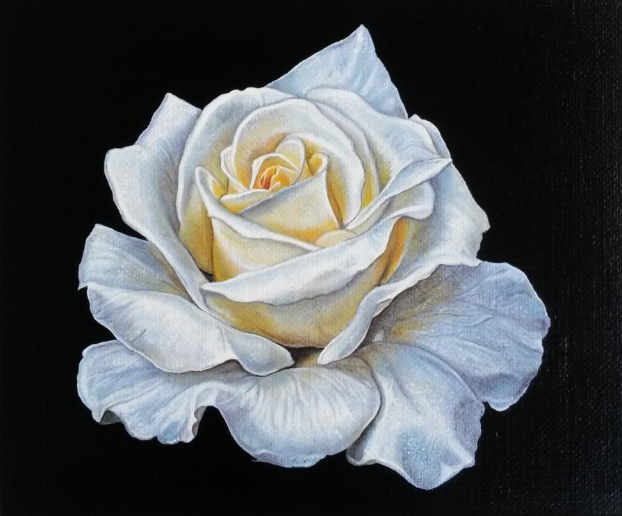 "WHITE ROSE"