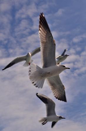 Seagulls at the Bosphorus, Istanbul