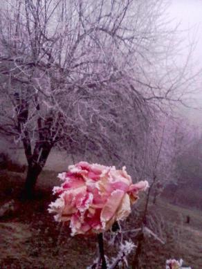 Madonna Dianora domanda a messer Ansaldo un giardino di gennaio bello come di maggio.