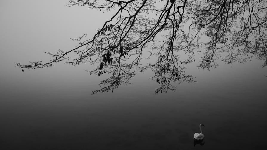 Cygne sous l'arbre