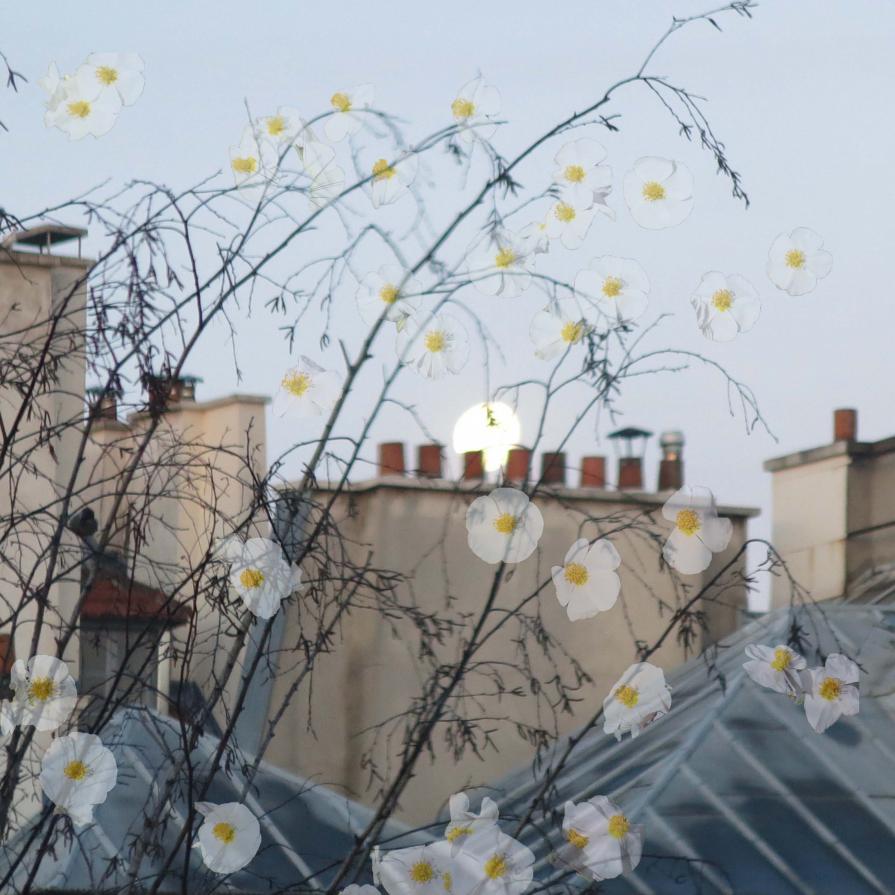 Architecture and flowers: a city idyll