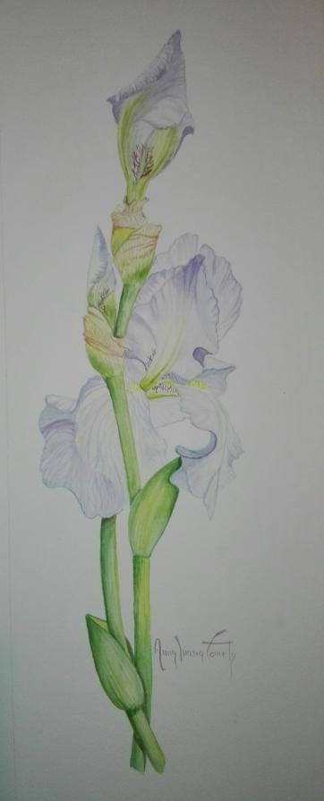 Iris