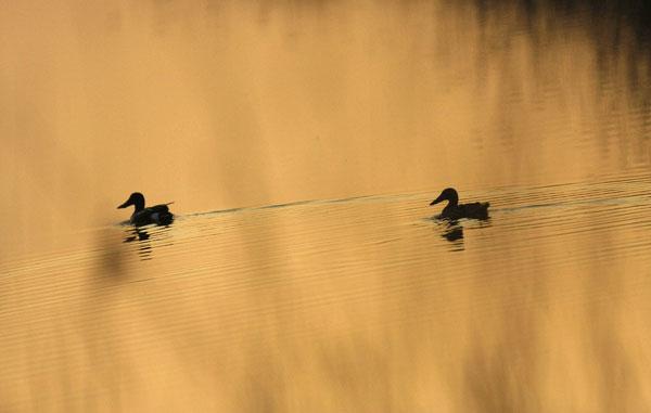 A spasso nell'alba