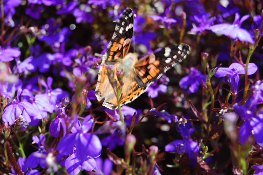 nel mio giardino 