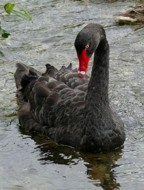 Black Swan