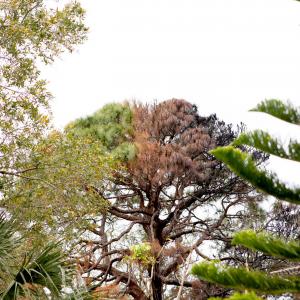 Burnt Tree