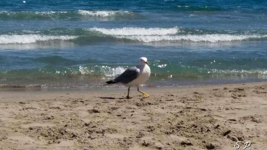 Seagull