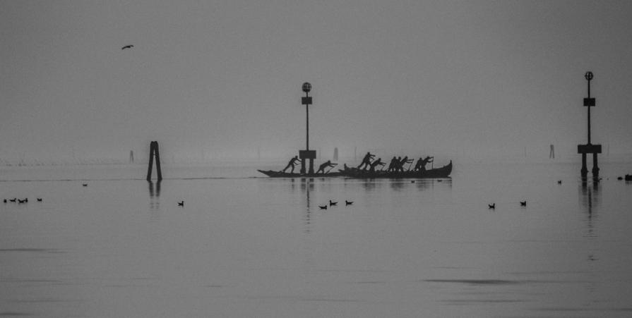 rowing among birds