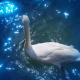 Magic Swan