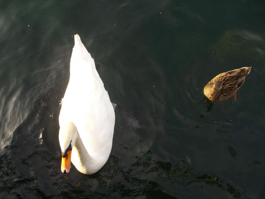 Lago D'ISEO