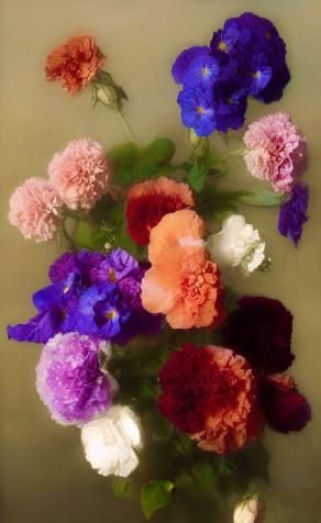 Carnations and Violets