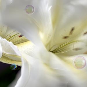 Lilium ( detail )