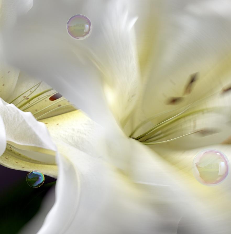 Lilium ( detail )