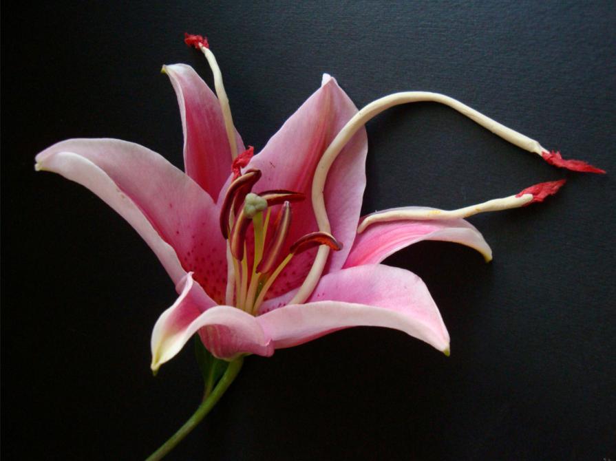 In-naturale_Lilium Cultivars “Acapulco”