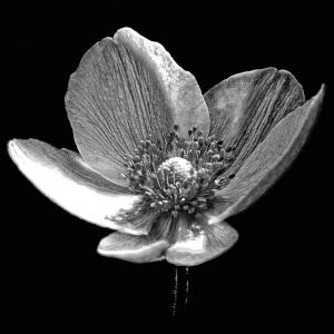 Flowers BW