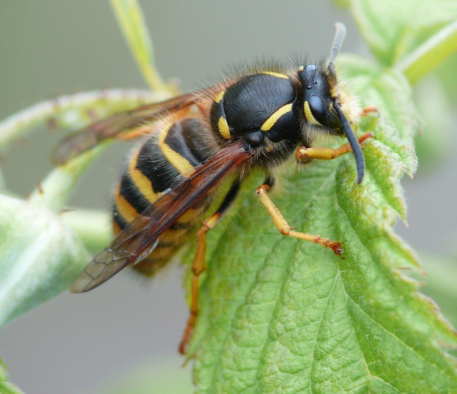 Wasp 