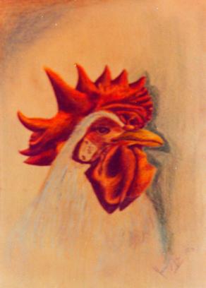 il gallo