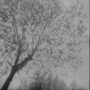 io e la mia Holga - albero in bianco nero