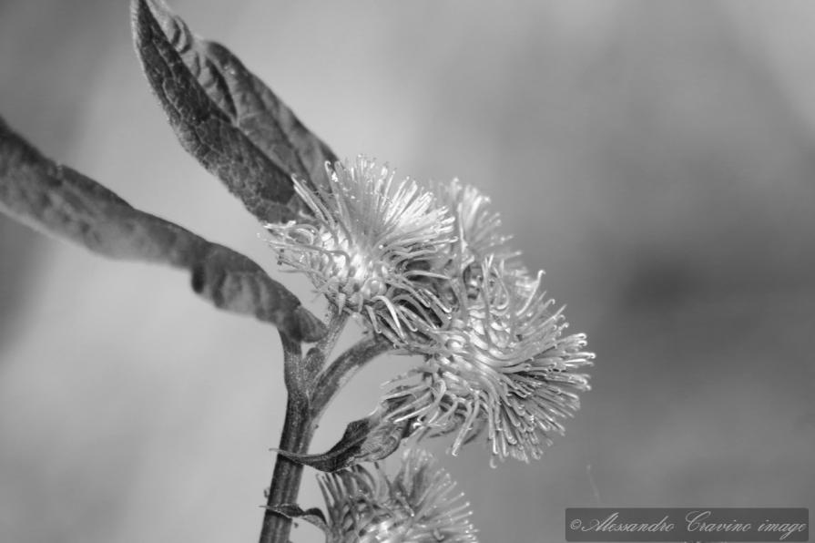 fiore di campo