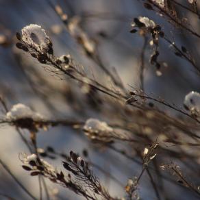 Grass in winter