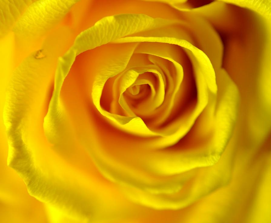 Yellow rose