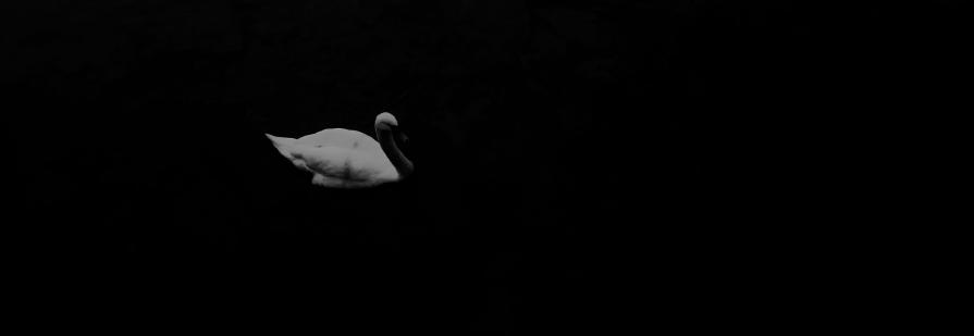 Cygne sur fond noir