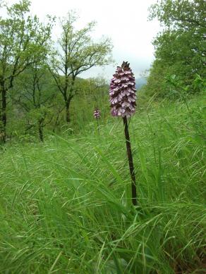 ORCHIDEA PURPUREA