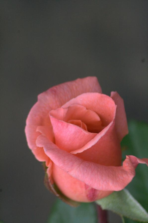 Rosa1