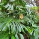 monstera in flower