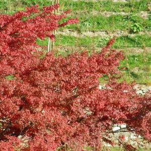 Italy. Trentino Alto Adige. Autumn colors