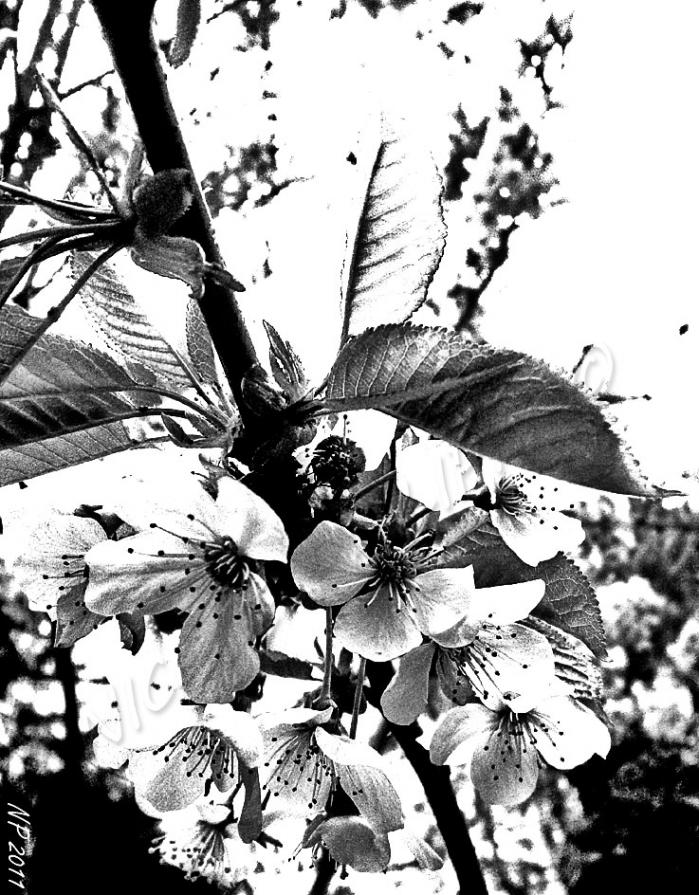 Cherry Blossoms