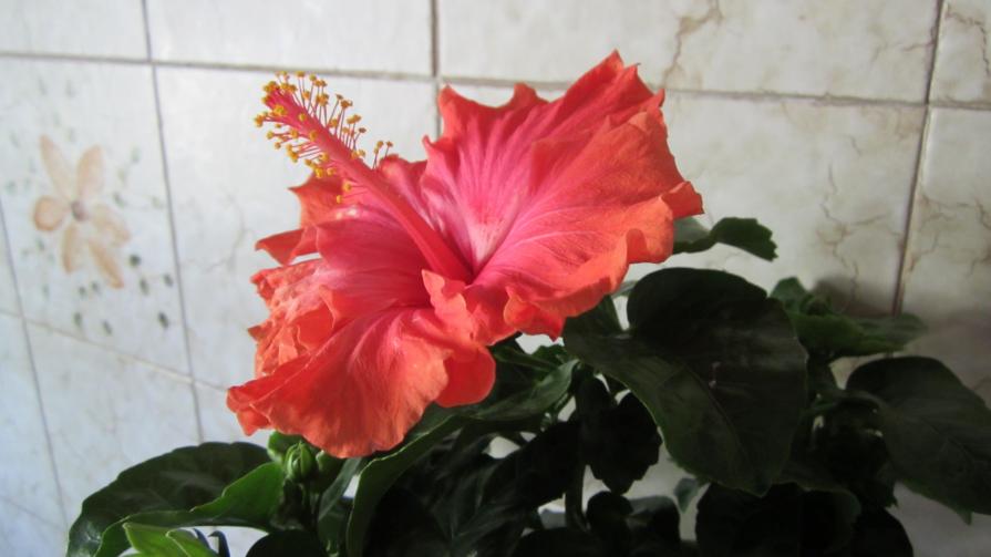 Hibiscus