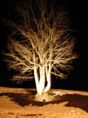 Albero secolare a Ravascletto 