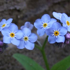 Tiny flower