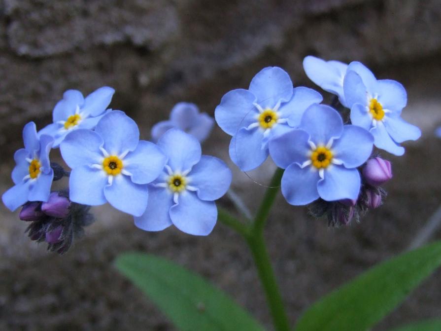 Tiny flower