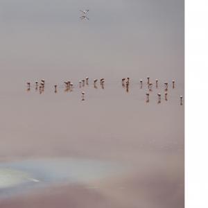 FLAMINGOS IN BOLIVIA