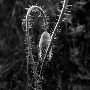 Flowers BW