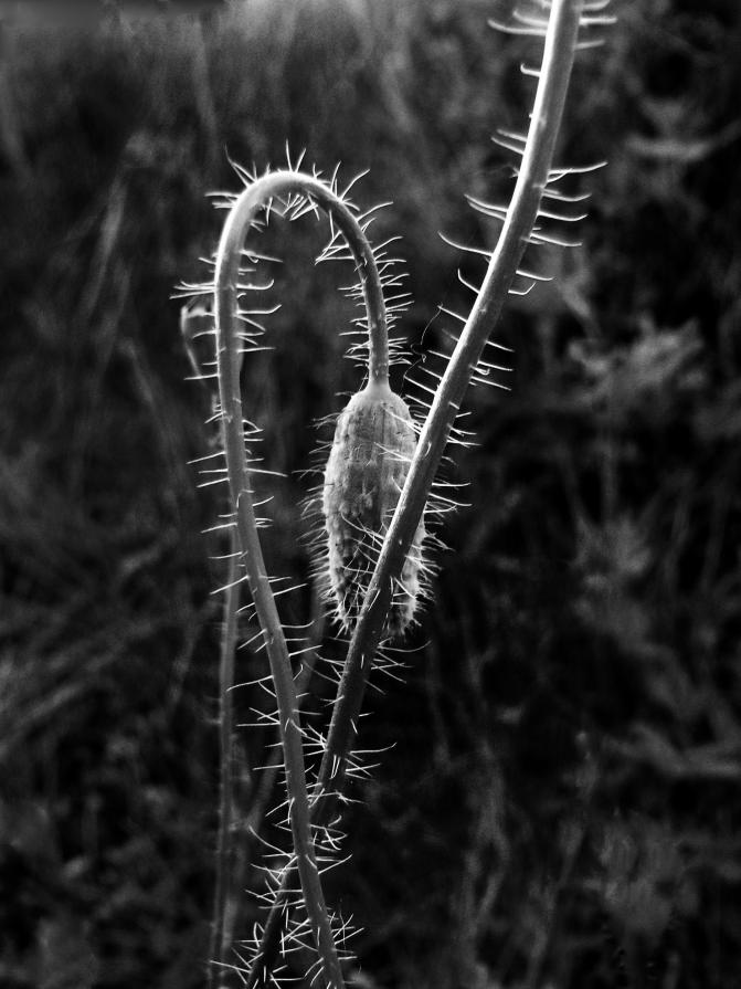 Flowers BW