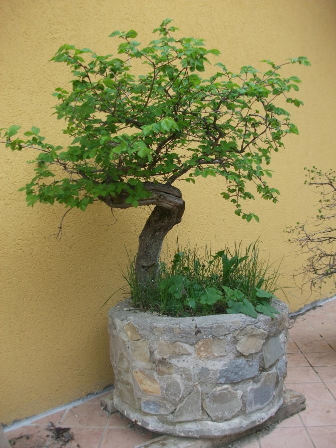 L'ARTE DEL BONSAI