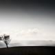 THE LONELY TREE