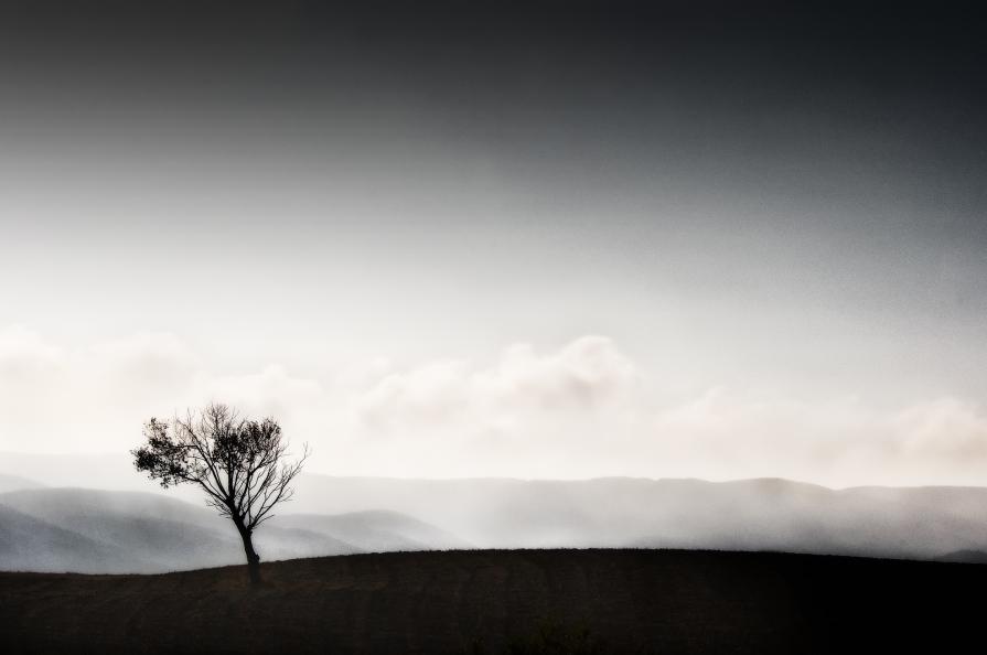 THE LONELY TREE