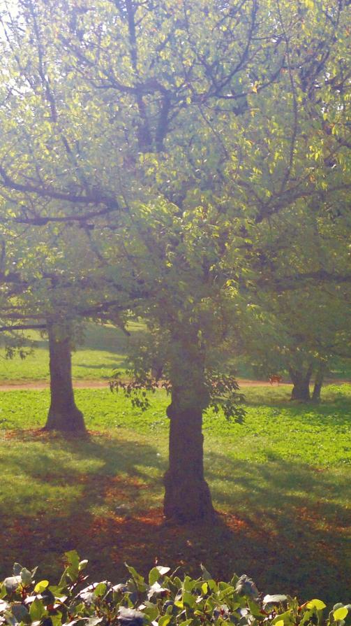 gli Alberi i nostri veri amici