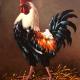 Rooster - the master of the yard