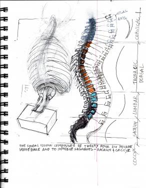 spine sketchbook study