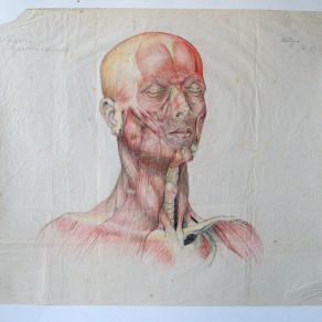 Studio dell'anatomia della testa umana