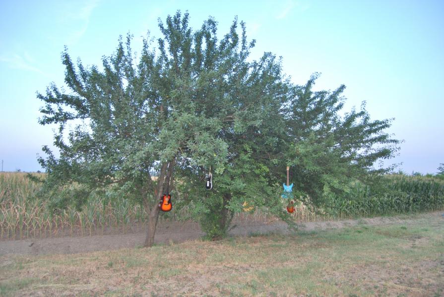 Il vento suona gli alberi