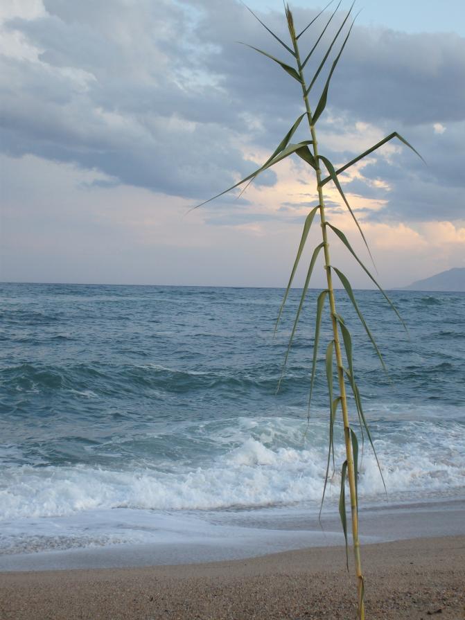 Mare di Sardegna 2009