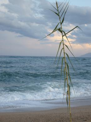 Mare di Sardegna 2009