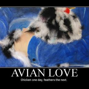 Avian Love