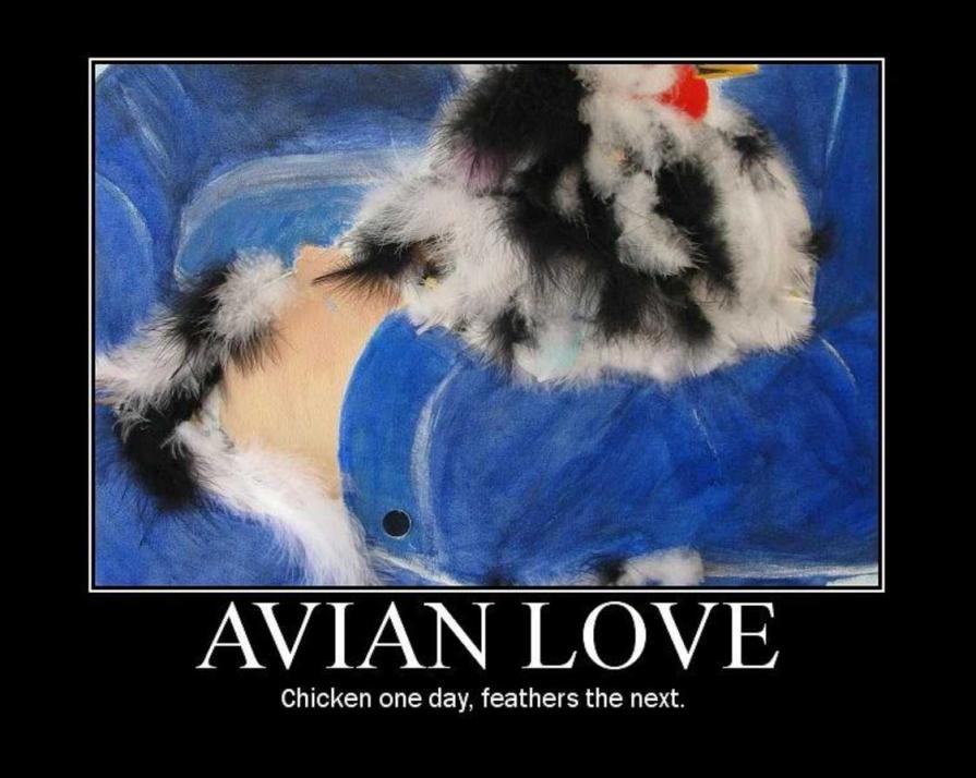 Avian Love